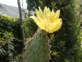 Opuntia engelmannii var. linguiformis