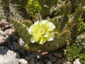 Opuntia howeyi