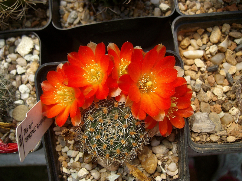 Файл:Rebutia steinmannii var. christinae 1.jpg