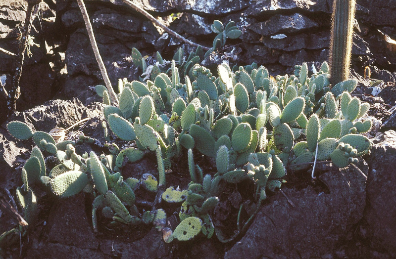 Файл:Tacinga saxatilis habitat.jpg