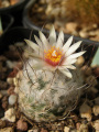 Turbinicarpus dickinsonii
