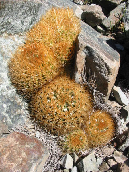 Файл:Eriosyce garaventai 6.jpg