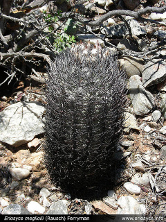 Eriosyce megliolii 1.jpg