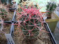 Ferocactus gracilis ssp. gracilis 3.JPG
