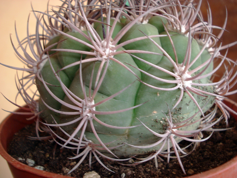 Файл:Gymnocalycium pflanzii 65.jpg