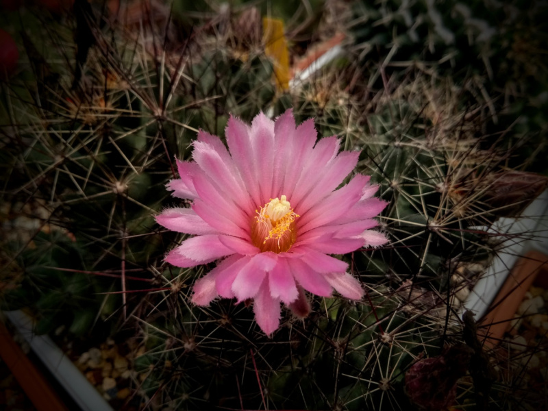 Файл:Lepidocoryphantha macromeris 5.jpg