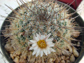 Mammillaria discolor 2.jpg