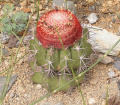 Melocactus bellavistensis