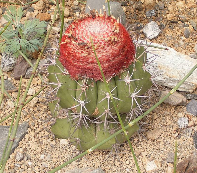 Файл:Melocactus bellavistensis ies.jpg