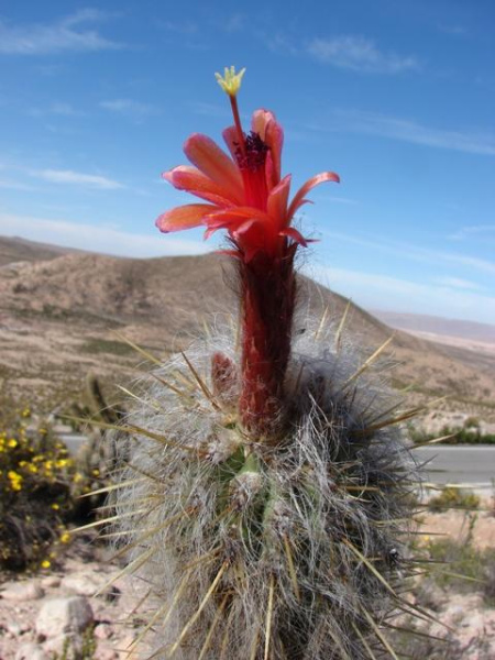 Файл:Oreocereus leucotrichus w6.jpg