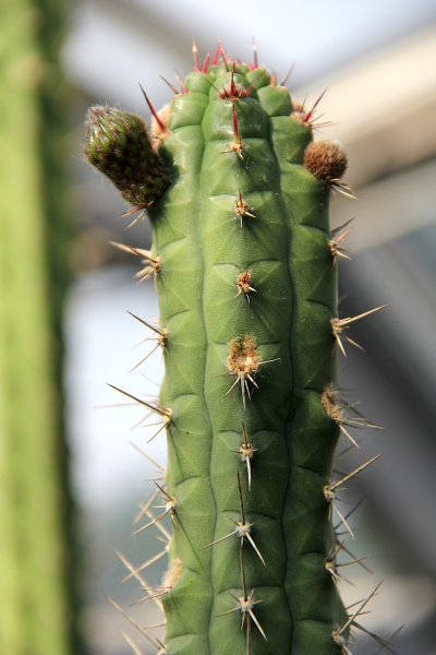 Файл:Rauhocereus riosaniensis pm.jpg