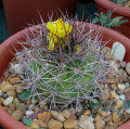 Rebutia fidana ssp. cintiensis 0.jpg