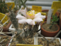 Tephrocactus articulatus var. boliviensis