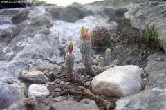 Turbinicarpus pseudomacrochele ssp. minimus GM964.jpg