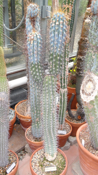 Файл:Browningia hertlingiana DSC08848.JPG