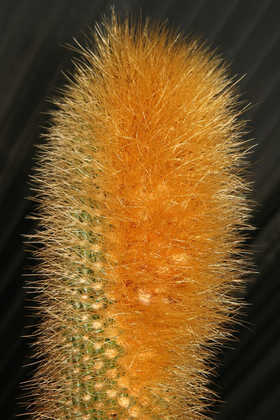 Файл:Coleocephalocereus flavisetus F.Ritter.jpg