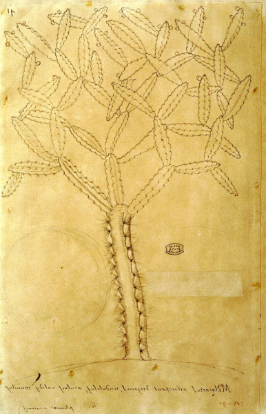 Файл:Dendrocereus undulosus 3.jpg