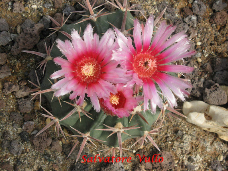 Файл:Echinocactus texensis 5.jpg