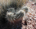 Echinocereus fasciculatus ssp. fasciculatus 6.JPG