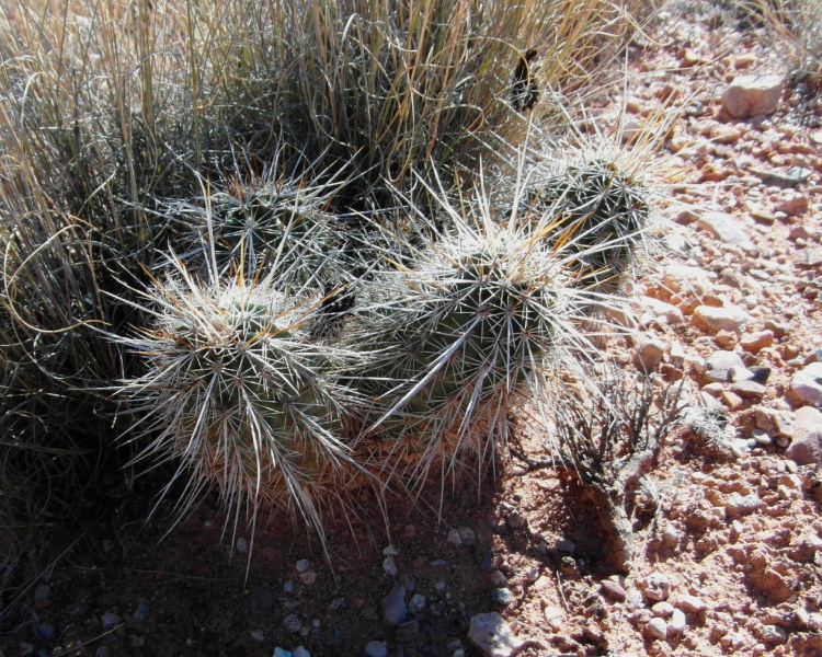 Файл:Echinocereus fasciculatus ssp. fasciculatus 6.JPG