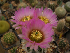 Echinocereus reichenbachii var. albispinus.jpg