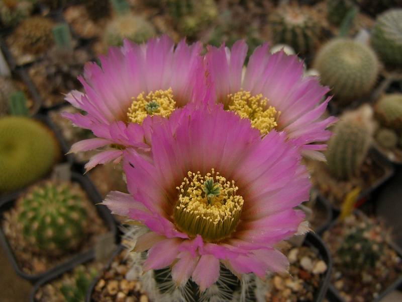 Файл:Echinocereus reichenbachii var. albispinus.jpg