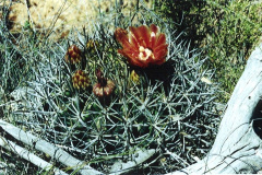 Eriosyce curvispina ssp. marksiana 01.jpg