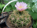 Gymnocalycium monvillei spp. monvillei