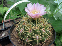Gymnocalycium monvillei spp. monvillei.jpg