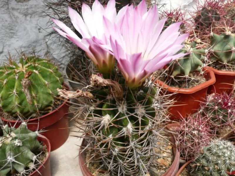 Файл:Gymnocalycium monvillei ssp. horridispinum.jpg