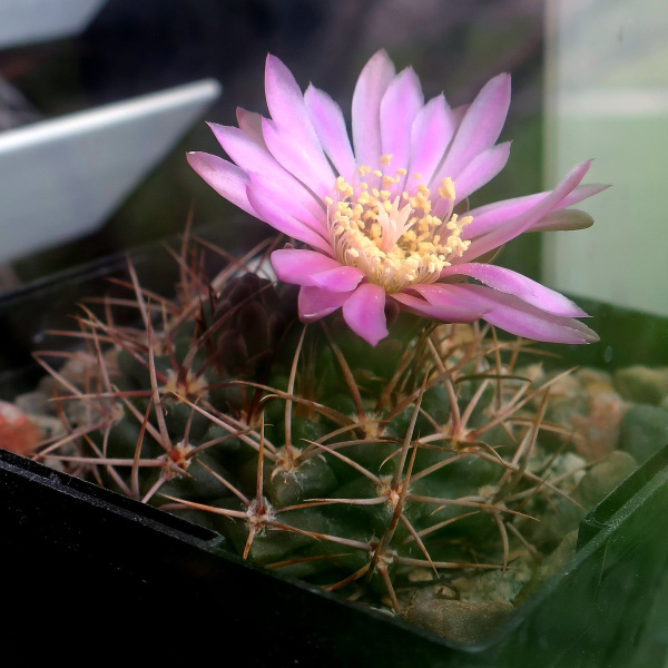 Файл:Gymnocalycium neuhuberi 8.JPG