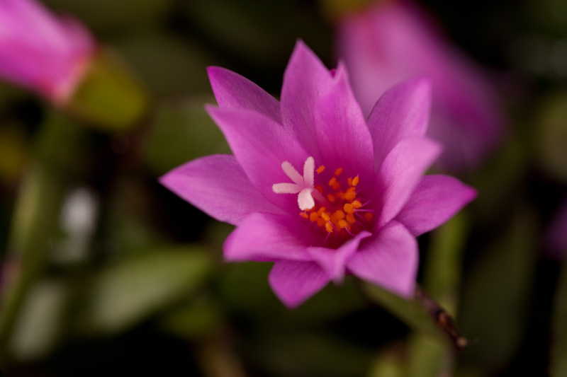 Файл:Hatiora rosea 2h.jpg