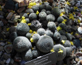 Mammillaria supertexta 7.JPG