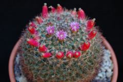 Mammillaria wiesingeri 187.jpg