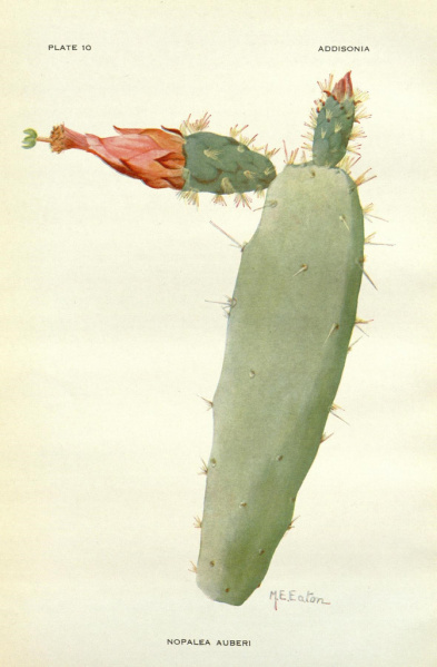 Файл:Nopalea auberi 3.jpg