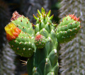 Opuntia cylindrica 4.jpg