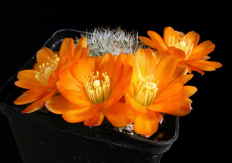 Файл:Rebutia fiebrigi wr739.jpg
