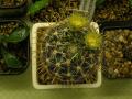 Sclerocactus scheeri 1.jpg