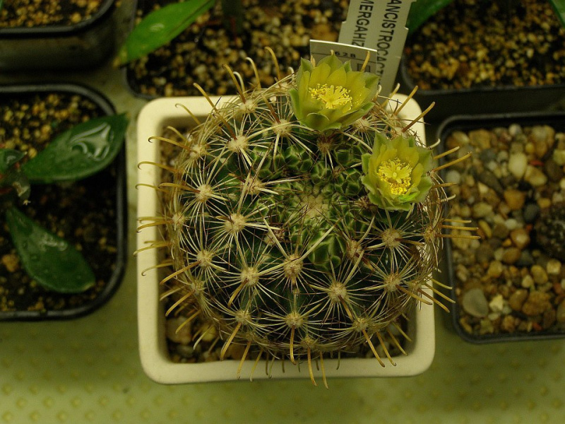 Файл:Sclerocactus scheeri 1.jpg