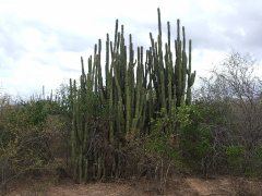 Castellanosia caineana.JPG