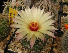 Coryphantha clavata ssp. clavata 3.jpg