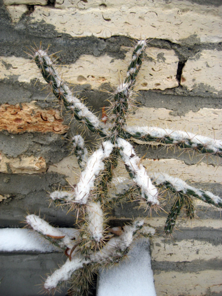 Файл:Cylindropuntia rosea 9.jpg