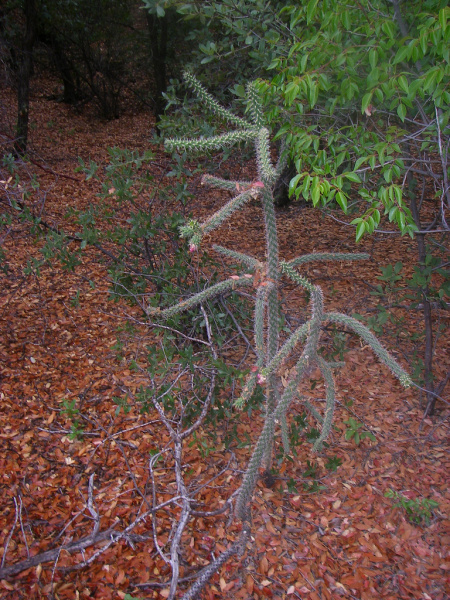Файл:Cylindropuntia spinosior 1.jpg