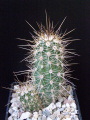 Миникартинка на версията към 10:03, 14 април 2013