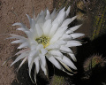 Echinopsis strigosa 3.jpg