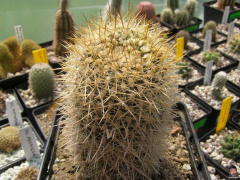 Eriosyce chilensis.jpg