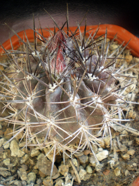 Файл:Eriosyce confinis Kal.jpg