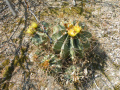 Ferocactus echidne 2.jpg