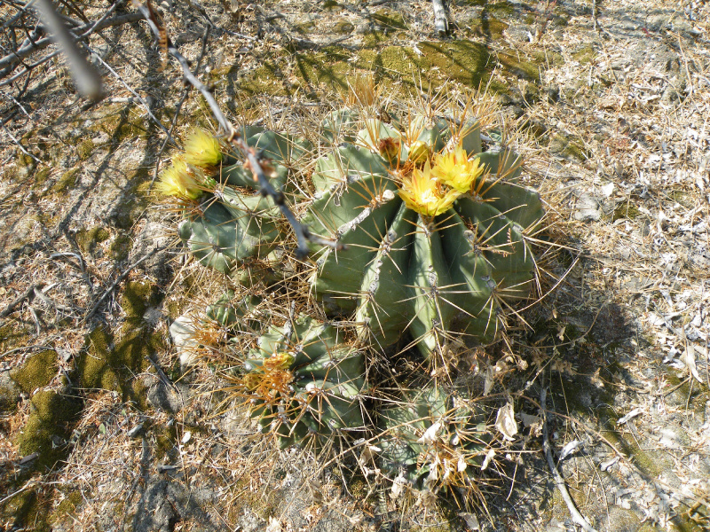 Файл:Ferocactus echidne 2.jpg