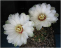Gymnocalycium mesopotamicum 01.jpg